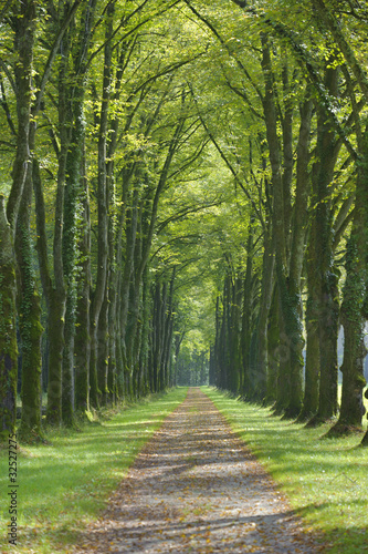 Naklejka nad blat kuchenny Allee Baumallee