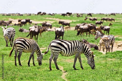 Obraz na płótnie canvas czteroczęściowy "tetraptyk" Zebry w parku narodowym serengeti, tanzania