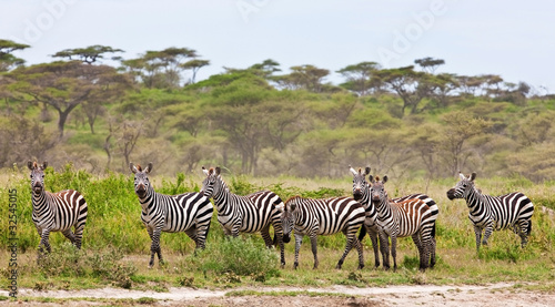 Obraz na płótnie canvas trzyczęściowy "tryptyk" Zebry w parku narodowym serengeti, tanzania