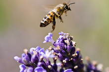 Bee On Purple Flowers
