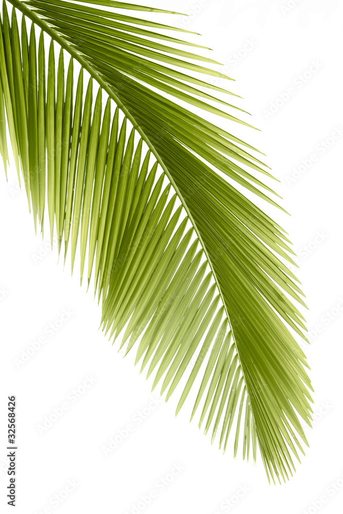 lisc-palmowy