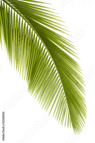 Naklejka dekoracyjna Palm leaf