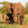 African elephants in Lake Manyara National Park, Tanzania