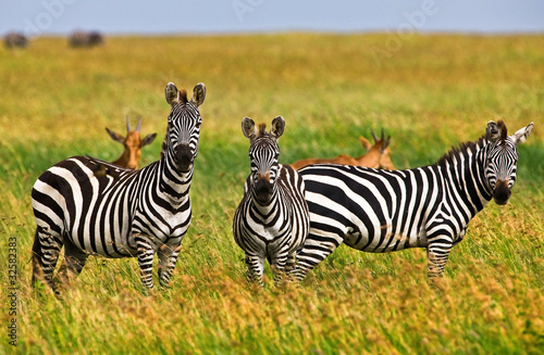 Obraz na płótnie canvas dwuczęściowy "dyptyk" Zebry w parku narodowym serengeti, tanzania