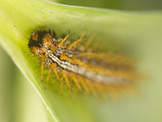 Poster - Brenthis daphne - caterpillar