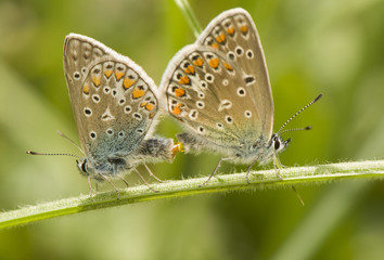 Canvas Print - Polyommatus icarus