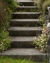 Steps Surrounds By Flowers And Rocks