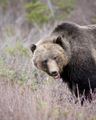 Wall Mural - Grizzly Bear