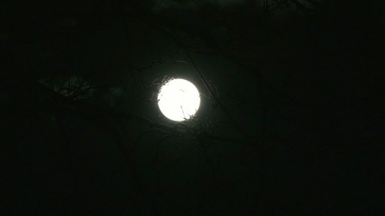 Wall Mural - Full Moon with Tree