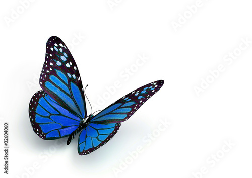 Naklejka - mata magnetyczna na lodówkę Niebieski motyl na białym tle