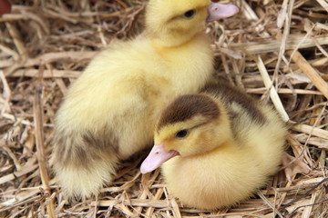 Wall Mural - Two ducklings on hay