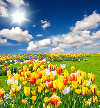 Tulip Flowers Field On Blue Sky