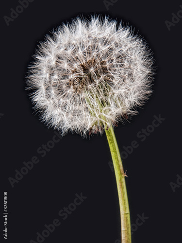 Obraz na płótnie canvas czteroczęściowy "tetraptyk" Dandelion zegarowy seedhead na czerni