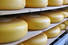 Traditionally Made Dutch Cheese Ripening On Shelves