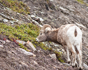 Sticker - Bighorn sheep Ram