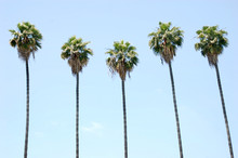Row Of Palm Trees