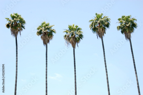 Obraz na płótnie canvas Rząd palm