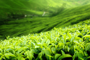 Wall Mural - Tea plantation Cameron highlands, Malaysia (shallow DOF)