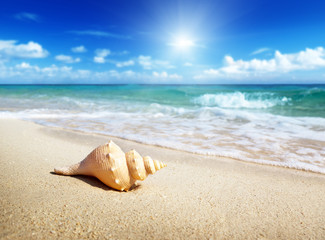 Poster - seashell on the beach