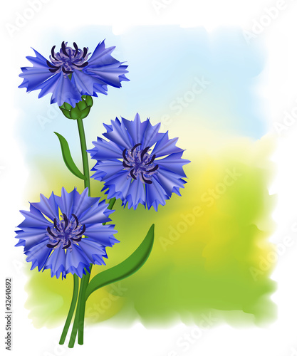 Board z aluminiowym obramowaniem Kwiaty niebieski chaber (centaurea cyanus). 