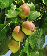 Wall Mural - pears in a tree