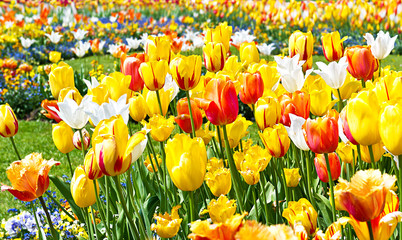 Sticker - colorful tulips