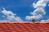 Fototapeta  - Pigeons on the roof