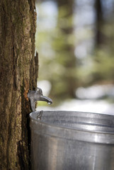 Wall Mural - Droplet of sap flowing into a pail for make pure maple syrup