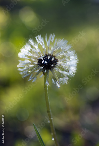 Fototapeta na wymiar Dandelion after rain