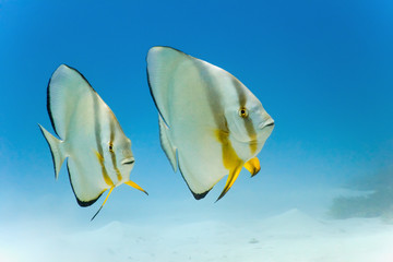 Wall Mural - Longfin batfish from red sea