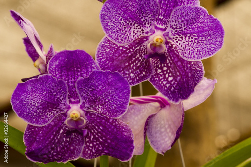 Obraz na płótnie canvas czteroczęściowy "tetraptyk" Orquidea 9