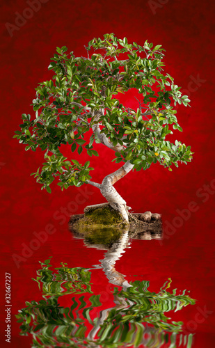 Obraz w ramie Bonsai con sfondo rosso