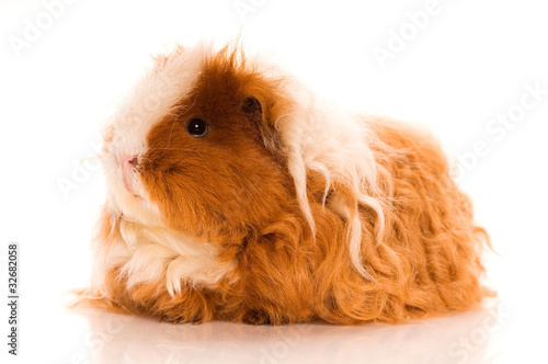 Long Hair Guinea Pig Buy This Stock Photo And Explore Similar