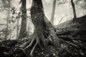 Fototapete - old tree with huge roots in a spooky forest with dark fog