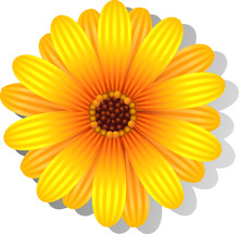 Beautiful Yellow Gerber Daisy