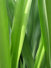 Green Grass Detail