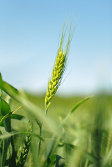 Poster - Green rye grain in field