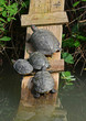 tartarughe d'acqua dolce sudamericane