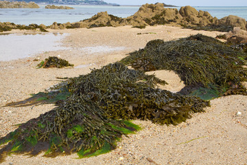 Braunalge (Brown algae fucus)