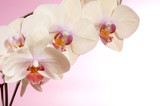 Fototapeta Storczyk - Beautiful orchid