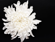 Fresh White Chrysanthemum