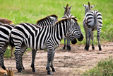 Fototapeta Sawanna - Zebras in the Ngorongoro Crater, Tanzania