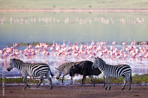 Plakat na papierze fotorealistycznym Zebry i gnu w kraterze ngorongoro, tanzania