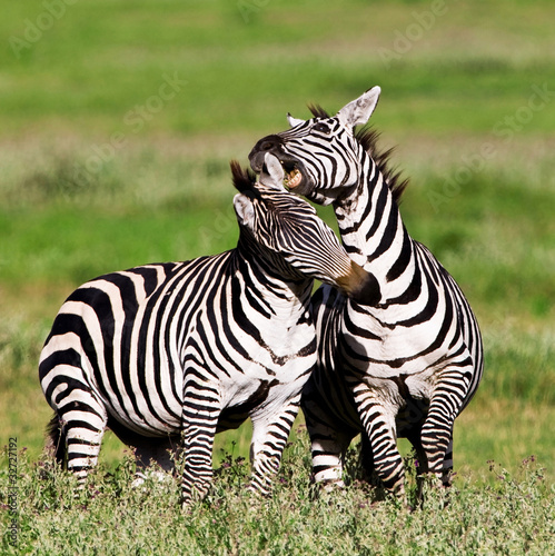 Tapeta ścienna Zebry w kraterze ngorongoro, tanzania