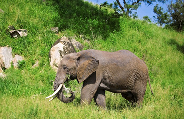 Wall Mural - African elephant in the Tarangire National Park, Tanzania