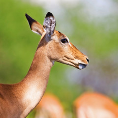 Wall Mural - Young female impala antelope, Tarangire National Park, Tanzania