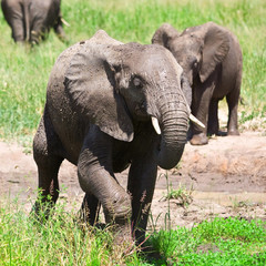 Wall Mural - African elephant in the Tarangire National Park, Tanzania