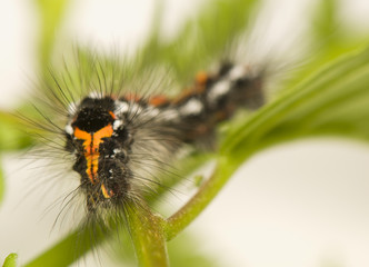 Poster - Euproctis similis