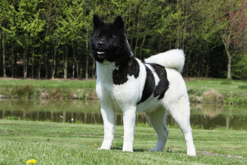 belle posture de l'akita américain - american akita