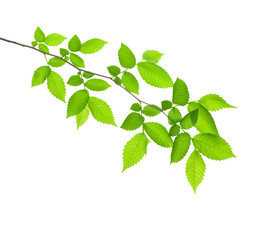 green branch isolated